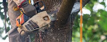  Cohoes, NY Tree Services Pros