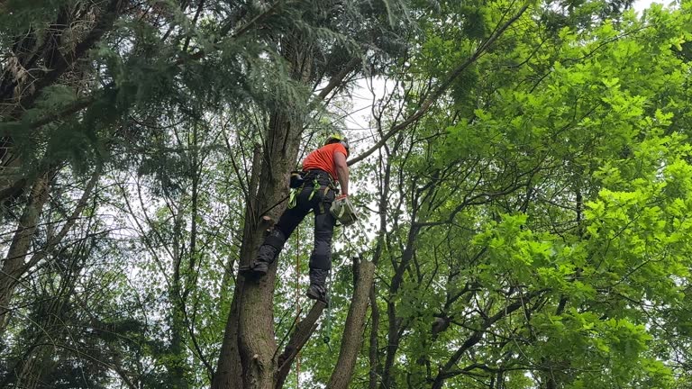 Best Weed Control  in Cohoes, NY