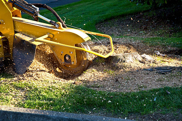 Best Tree Mulching  in Cohoes, NY