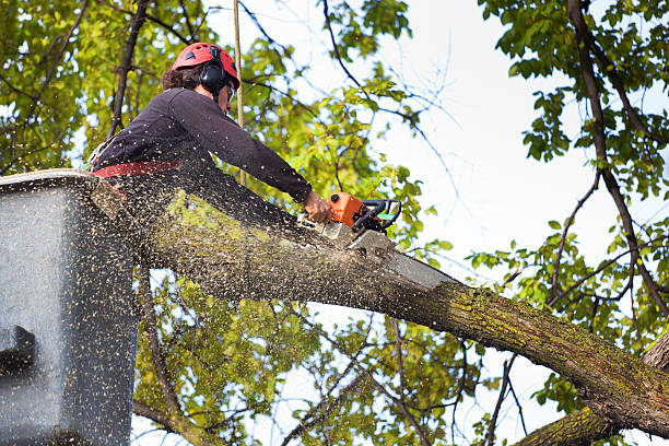 Best Seasonal Cleanup (Spring/Fall)  in Cohoes, NY